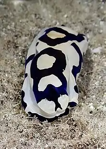 Tubulophilinopsis pilsbryi