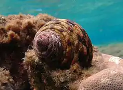 Turban rugueux (Turbo setosus)