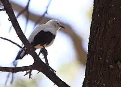 Spécimen perché dans un arbre du parc national de Mapungubwe.