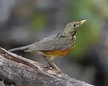 Merle à poitrine noire, femelle