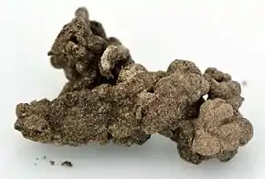 Morceau de turricule de Lombric (longueur : 1 cm environ).