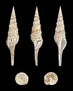Turris crispa (en), un Turridae.