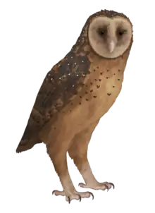 Tyto pollens (espèce disparue)