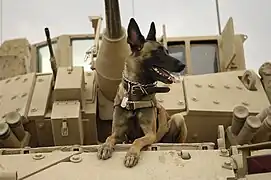 Un malinois de l'U.S. Air Force sur un M2 Bradley en Irak en 2007.