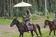 Cavalier à cheval vu de profil portant un très gros parapluie au-dessus de sa tête.