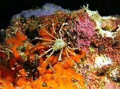 Naxioides cf. taurus.