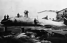 Une photographie en noire et blanc montrant sept hommes sur une baleine dans un port.