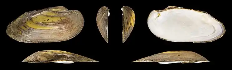 Unio pictorum deshayesiiValve droite