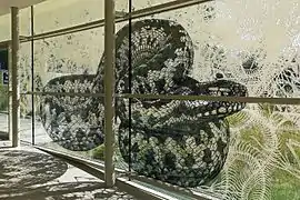 Kreuzotter, Glasfassade innen