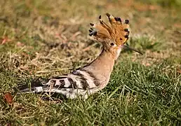 Photographie d'une huppe fasciée au sol.