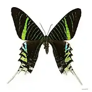 UraniidaeUrania leilus