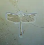 Urogomphus eximius (Aeschnidiidae)