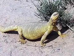 Uromastyx acanthinura.