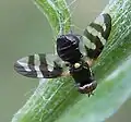 Urophora quadrifasciata