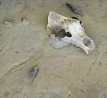 Crâne retrouvé à Tautavel