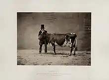 Photo noir et blanc montrant une vache pie tenue par un homme en redingote et haut de forme devant une tenture de fond.