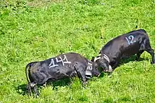 deux vaches noires combattent front contre front. Elles portent toute les deux un cloche autour du cou.