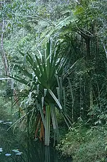 Pandanus sp. de la réserve d'Analamazaotra.