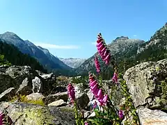Floraison en août à 1 650 m d'altitude dans la vallée du Marcadau (Pyrénées) en sol semi-acide.