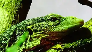 Ménagerie du Jardin des plantes Paris/France