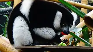 Varecia variegata subcincta (dos noir)