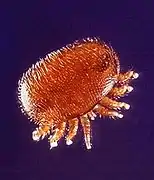 Varroa (Varroa destructor).