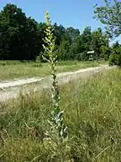 Hampe florale peu ramifiée