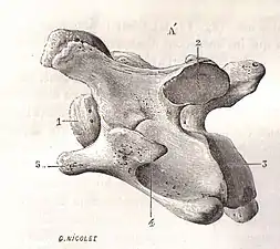 Vue latérale d'une 6e&nbsp;vertèbre cervicale (Vertebra cervicale) de cheval (Equus caballus), in Traité d'anatomie comparée des animaux domestiques par Auguste Chauveau et Saturnin Arloing, page 32, J.B. Baillière et Fils (Paris), 1890.