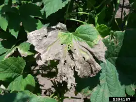 Image illustrative de l’article Verticilliose