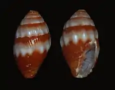 Vexillum leucodesma
