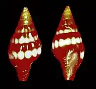 Vexillum semicostatum