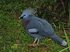 Goura de Victoria du Kuala Lumpur Bird Park.