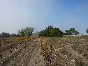 Image illustrative de l’article Oppidum des Courens