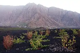 Vignes sur laves volcaniques