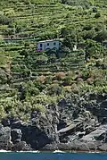 Vignoble de Monterosso al Mare.