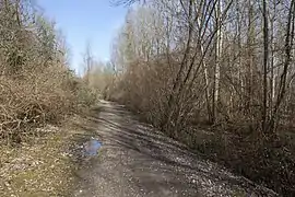 Vue d'une sentier dans un espace boisé