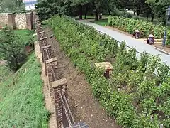 Vigne sur les remparts de Vyšehrad
