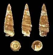 Viriola senafirensis.