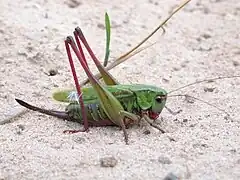Sauterelle à sabre