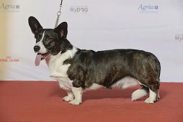 Welsh Corgi Cardigan