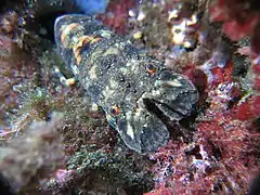 Scyllarus arctus en milieu naturel (1&nbsp;m  de profondeur environ sous un surplomb rocheux). La pointe des chevaliers, presqu'île de Giens, Var, France.