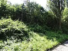 Végétation spontanée du terril no&nbsp;166A dit Blignières Carreau