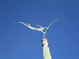 Girouette à Woodman Point (en), Australie-Occidentale.