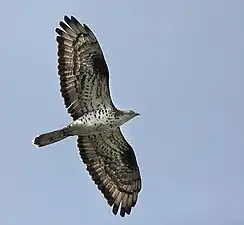 Bondrée apivore(Pernis apivorus)