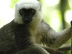 Eulemur albifrons
