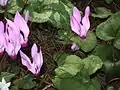 Cyclamen persicum