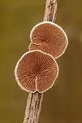 Crepidotus variabilis (Crepidotaceae)