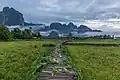Passerelle en bois élevée sur pilotis et envahie de feuilles de Nelumbo nucifera (Lotus sacré), menant vers une hutte au toit de paille, en face des montagnes karstiques entourées de brume, au lever du soleil, à Vieng Tara Villa, Vang Vieng, durant la mousson.