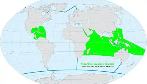 Répartition du genre Halodule