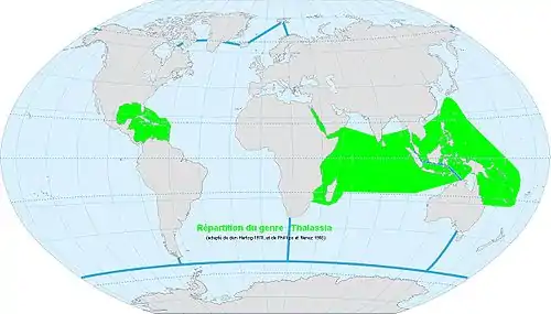 Répartition du genre Thalassia